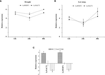 Transcriptional regulatory cascade of LcMYB71 and LcNAC73 affects low-temperature and drought stress response in Lonicera caerulea